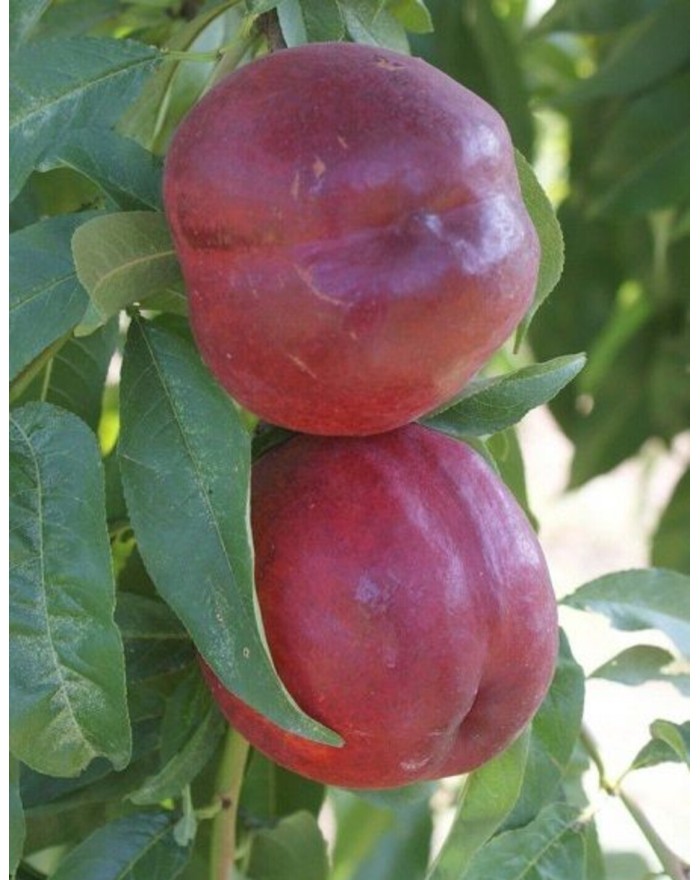 Extreme 28 Kırmızı Nektarin...