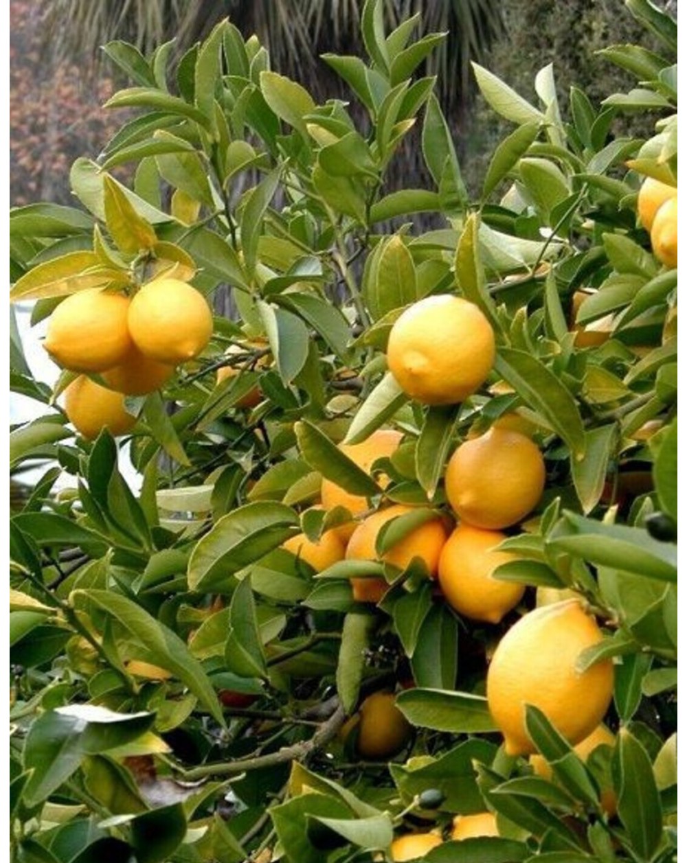 Enterdonat Limon Fidanı