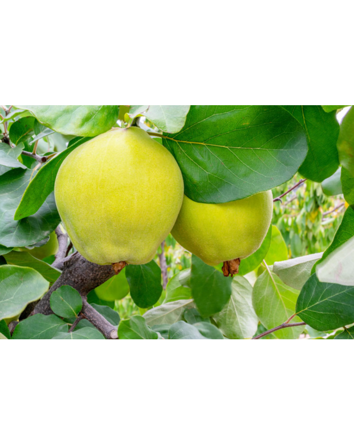 Limon Ayva Fidanı