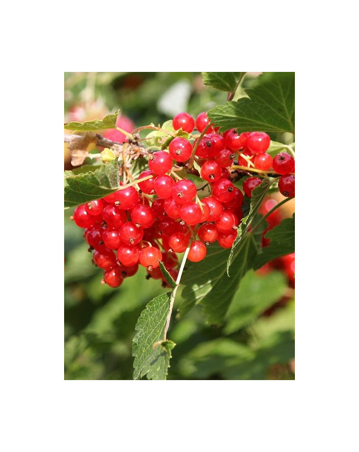 Kırmızı Frenk Üzümü Fidanı