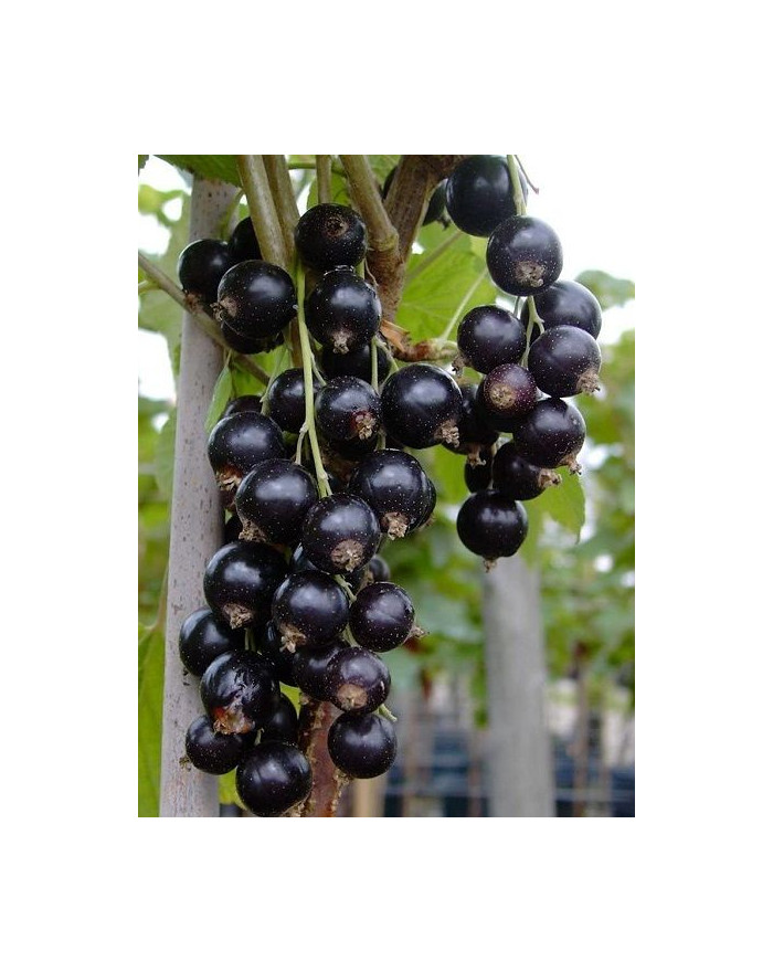 Siyah Frenk Üzümü Fidanı