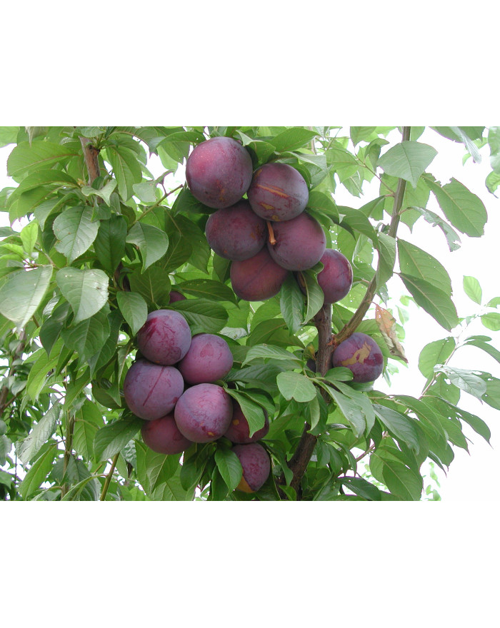 Songria 15 Erik Fidanı