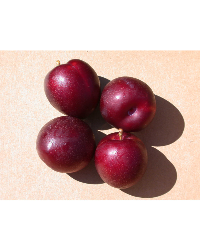 Hiromi Red Erik Fidanı