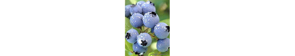 Yaban Mersini - Blueberry
