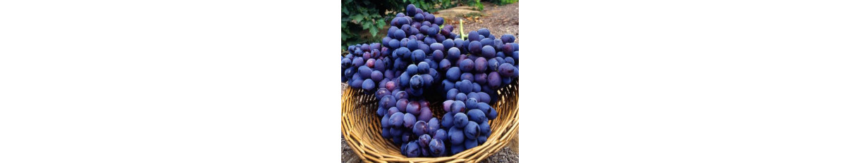 Asma - Üzüm