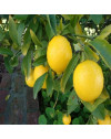Limon