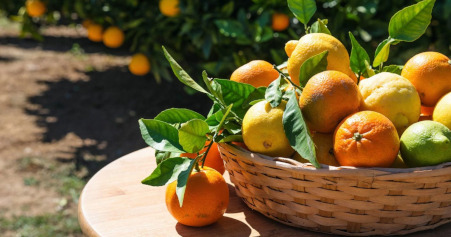 Narenciye Fidanları